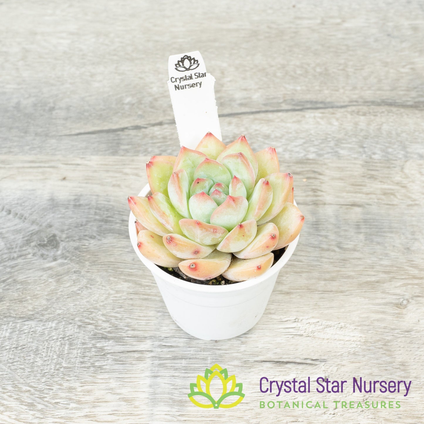 Echeveria Snow Lotus