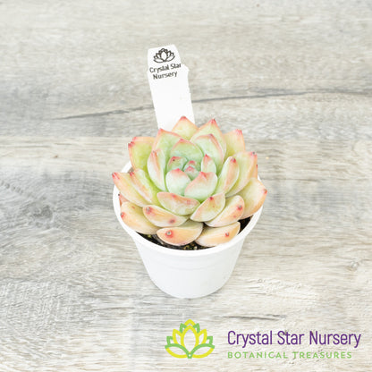 Echeveria Snow Lotus