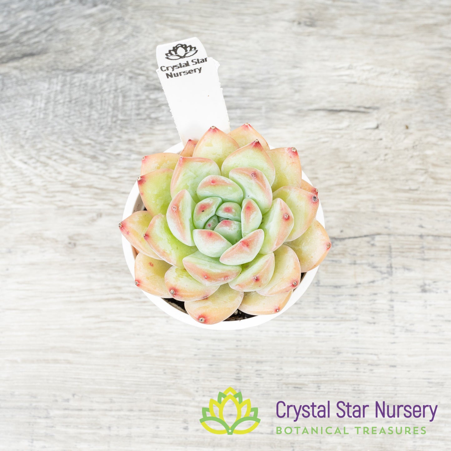 Echeveria Snow Lotus