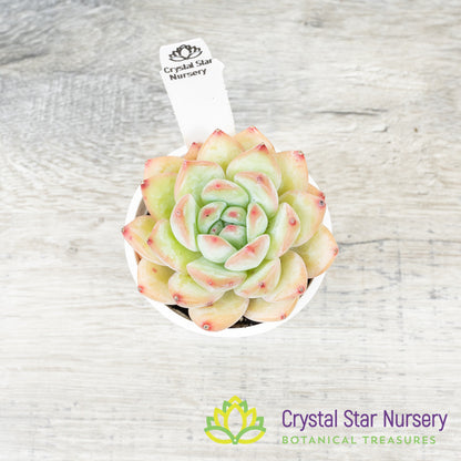 Echeveria Snow Lotus