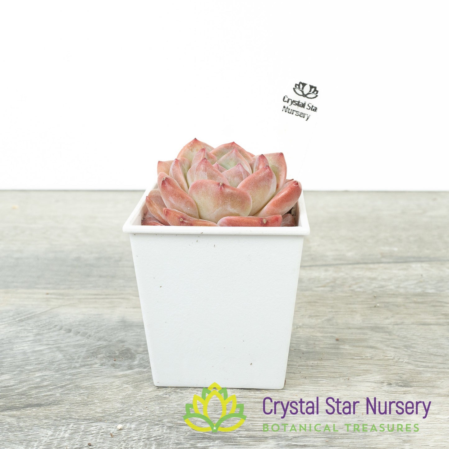 Echeveria Snow Tower 雪塔/Xue Ta (#9)