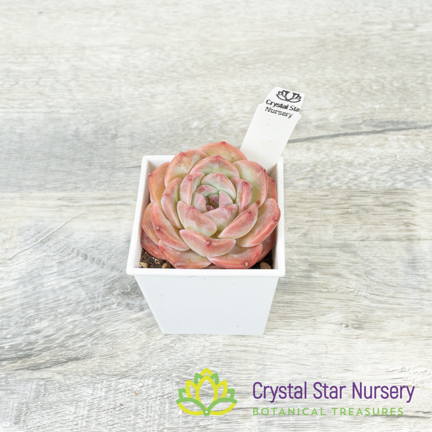 Echeveria Snow Tower 雪塔/Xue Ta (#9)