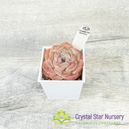 Echeveria Snow Tower 雪塔/Xue Ta (#9)