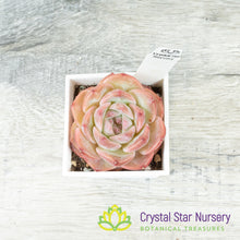 Echeveria Snow Tower 雪塔/Xue Ta (#9)