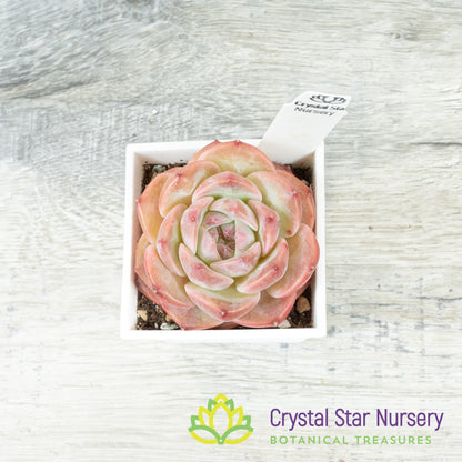 Echeveria Snow Tower 雪塔/Xue Ta (#9)