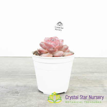 Echeveria Strawberry Almond