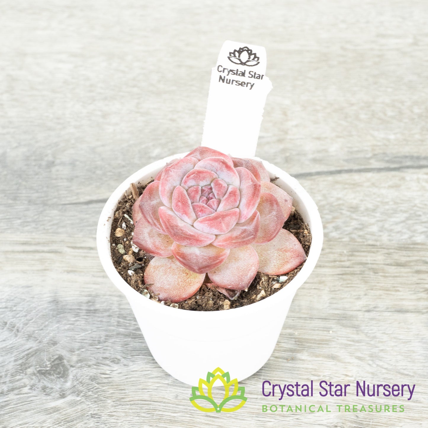 Echeveria Strawberry Almond