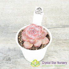 Echeveria Strawberry Almond