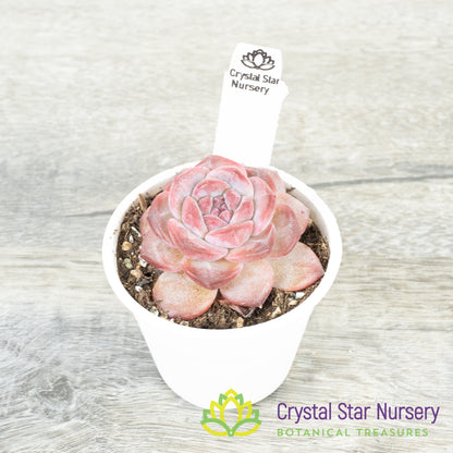 Echeveria Strawberry Almond