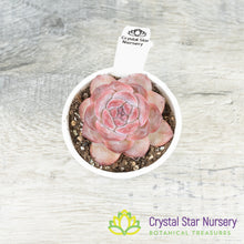 Echeveria Strawberry Almond