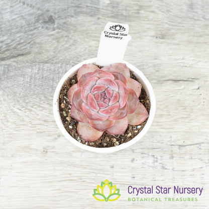 Echeveria Strawberry Almond