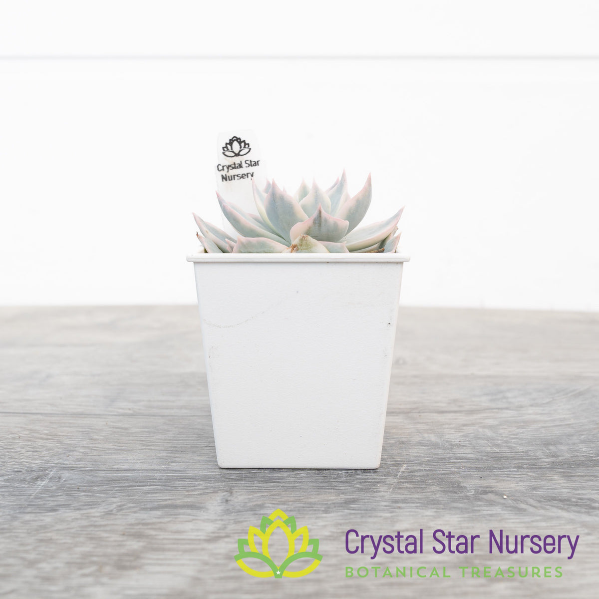 Echeveria Subsessilis Variegated