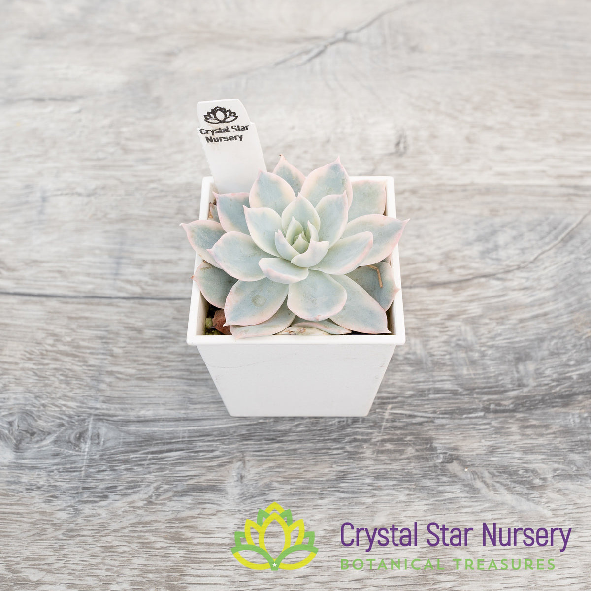 Echeveria Subsessilis Variegated