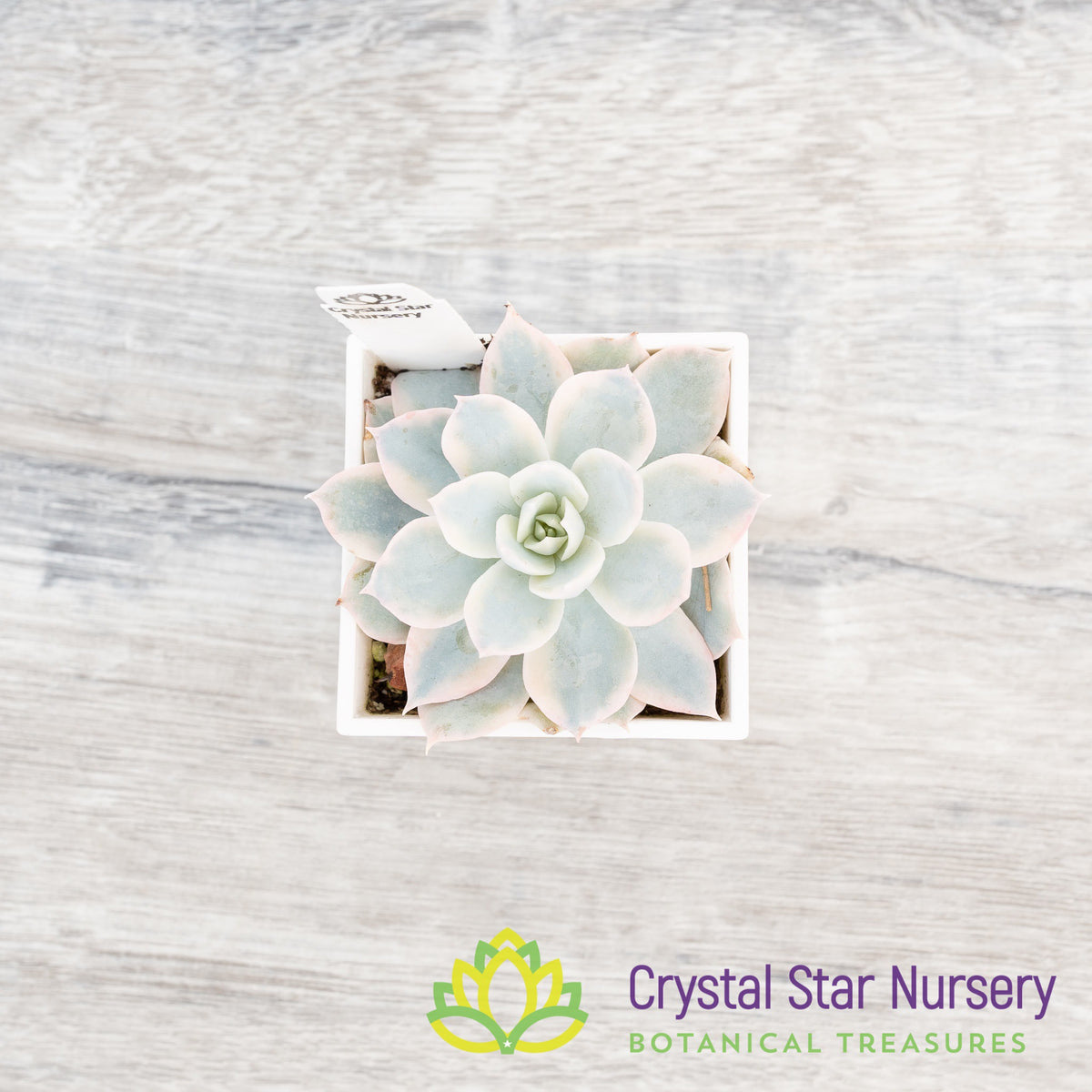 Echeveria Subsessilis Variegated