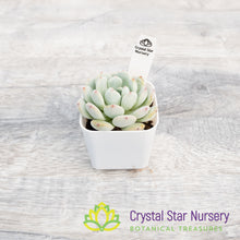 Echeveria Viyant