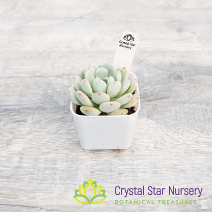 Echeveria Viyant