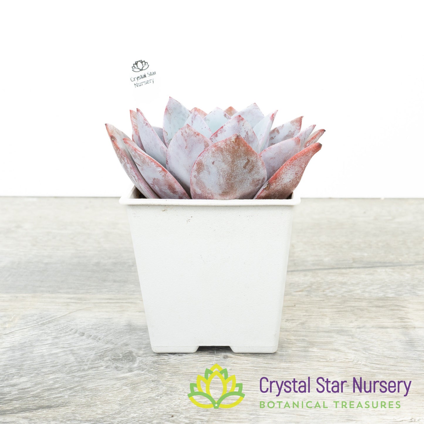 Echeveria White Lover