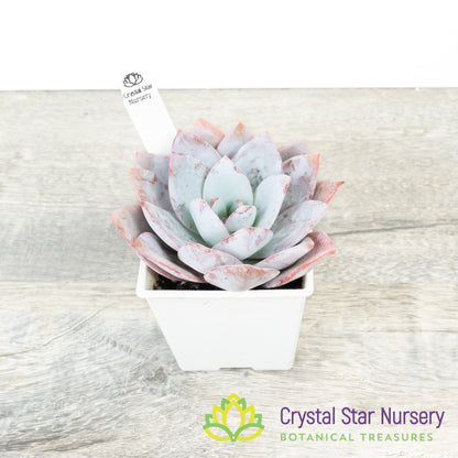Echeveria White Lover