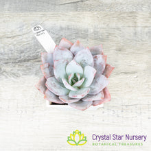 Echeveria White Lover