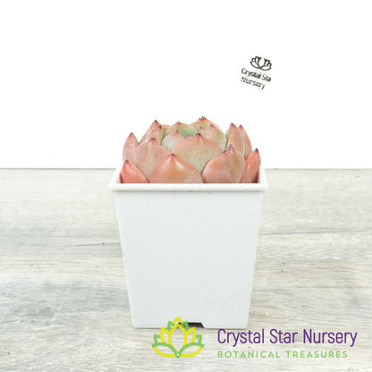 Echeveria 梦露杂/Meng Lu Za (#6)