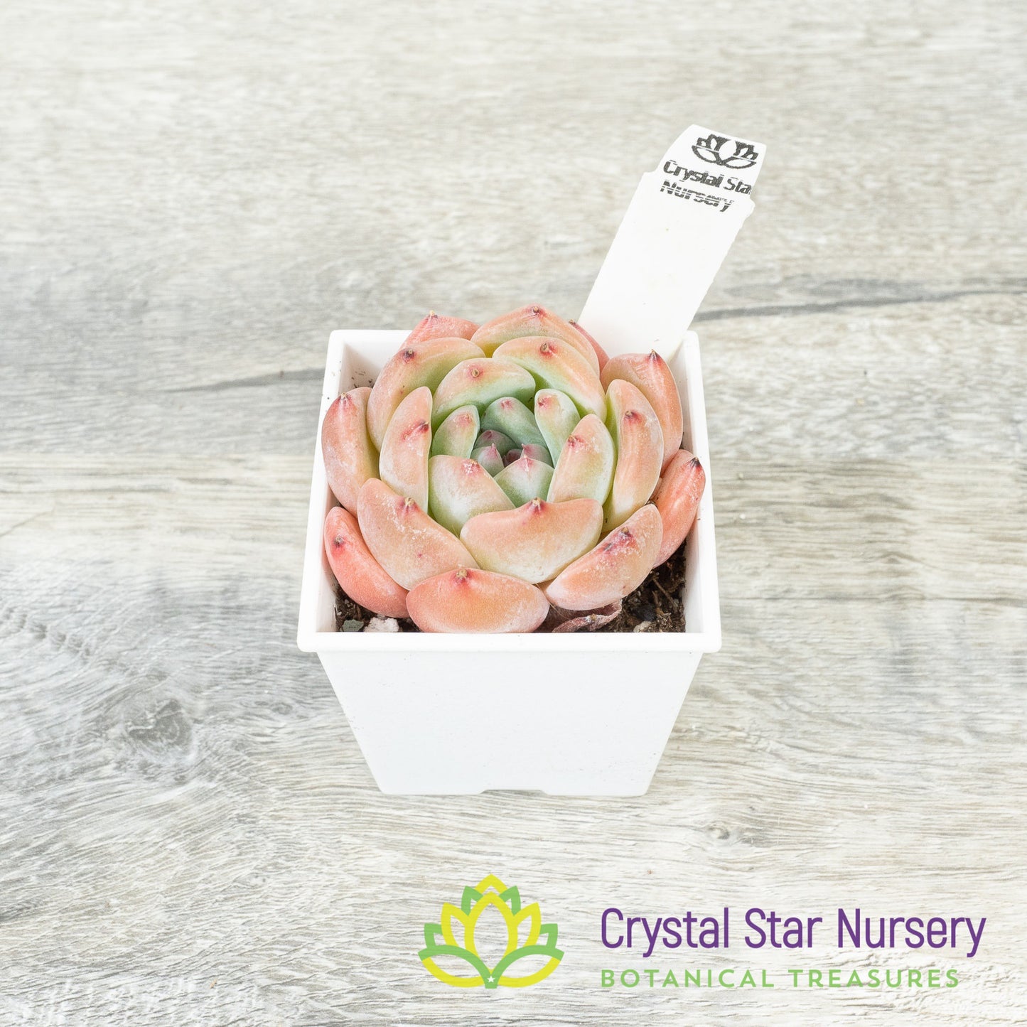 Echeveria 梦露杂/Meng Lu Za (#6)