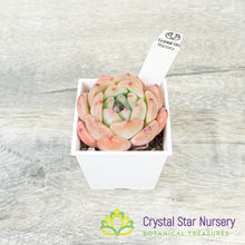 Echeveria 梦露杂/Meng Lu Za (#6)