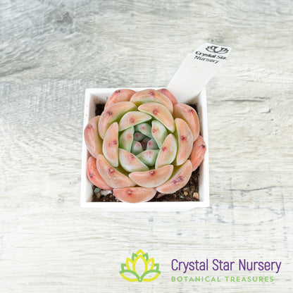 Echeveria 梦露杂/Meng Lu Za (#6)