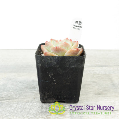 Echeveria 雪芙绒/Xue Fu Rong (#14)