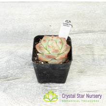 Echeveria 雪芙绒/Xue Fu Rong (#14)
