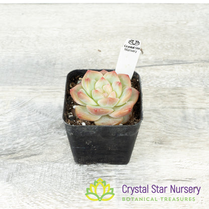 Echeveria 雪芙绒/Xue Fu Rong (#14)