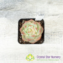Echeveria 雪芙绒/Xue Fu Rong (#14)