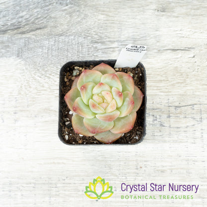 Echeveria 雪芙绒/Xue Fu Rong (#14)