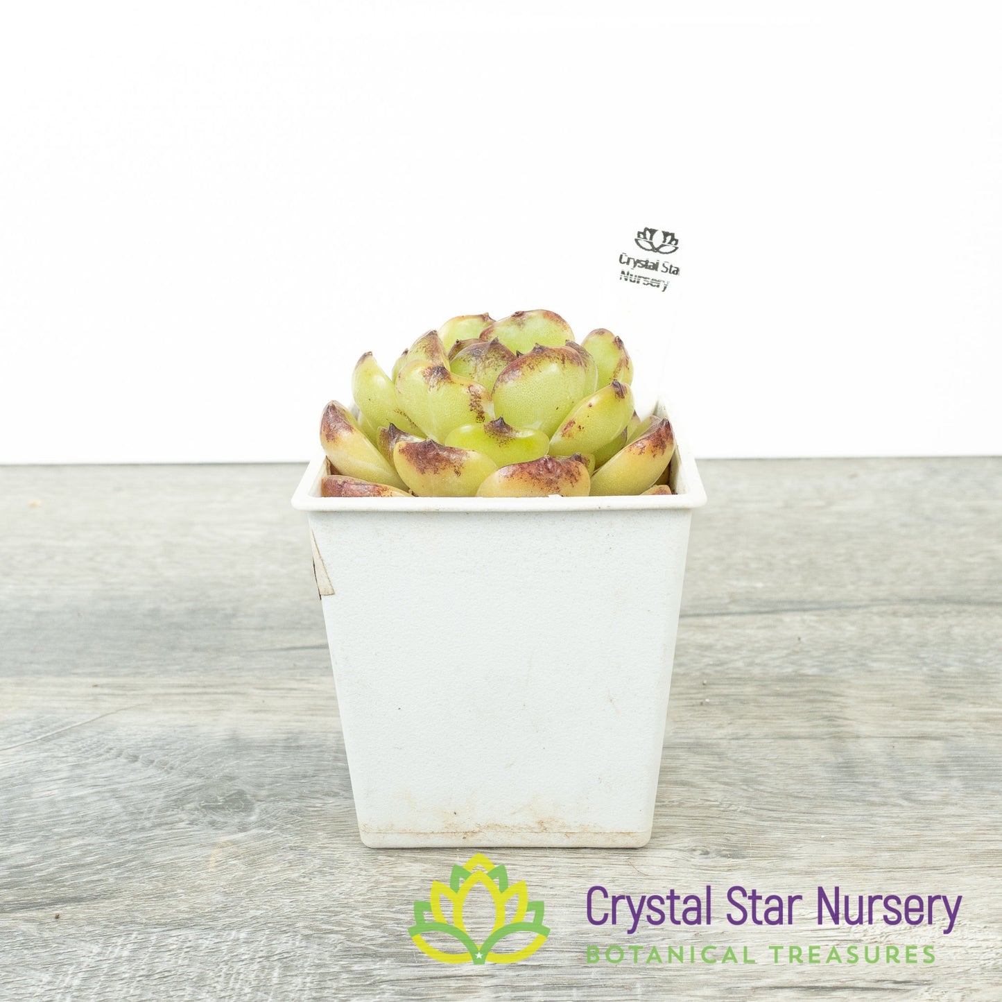 Echeveria 紫耀/Zi Yao (#3)