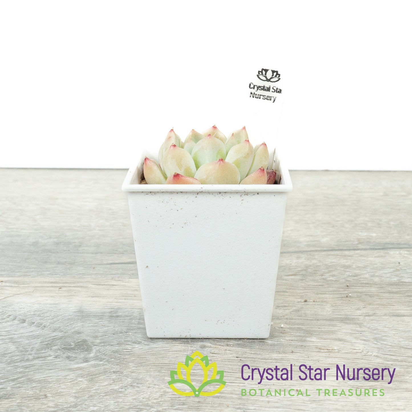 Echeveria 'Alba Beauty' 阿尔巴佳人 (#5)