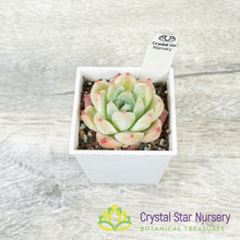 Echeveria 'Alba Beauty' 阿尔巴佳人 (#5)
