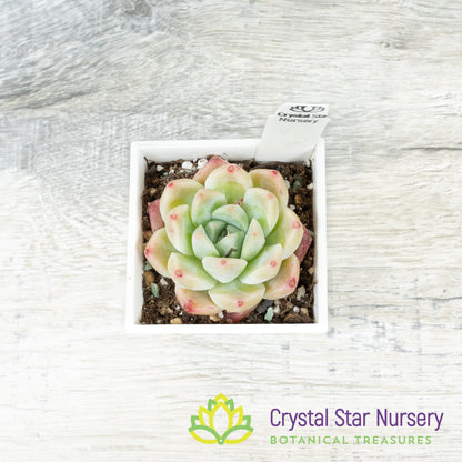 Echeveria 'Alba Beauty' 阿尔巴佳人 (#5)