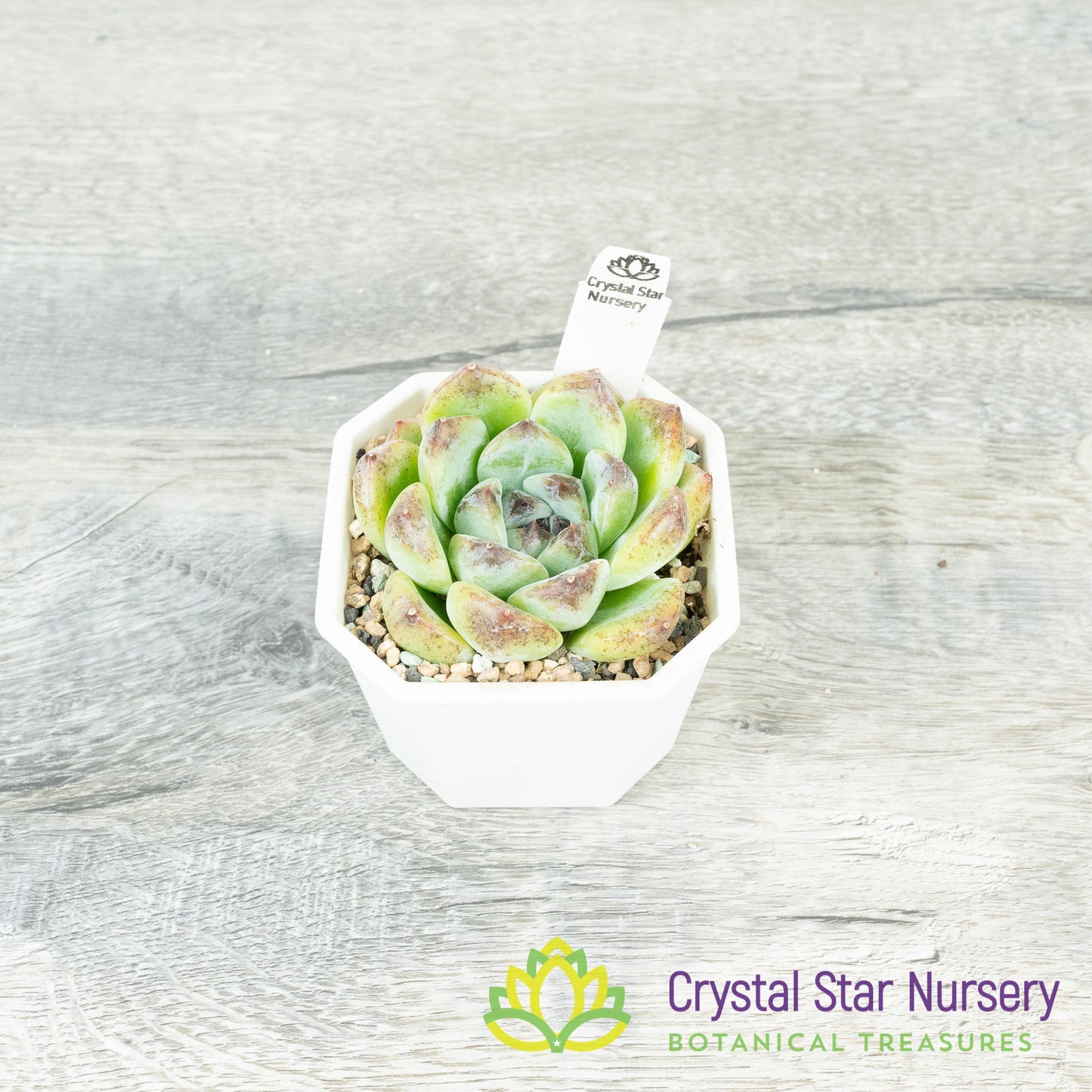 Echeveria 'Black Beach'