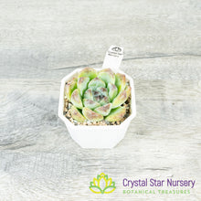 Echeveria 'Black Beach'