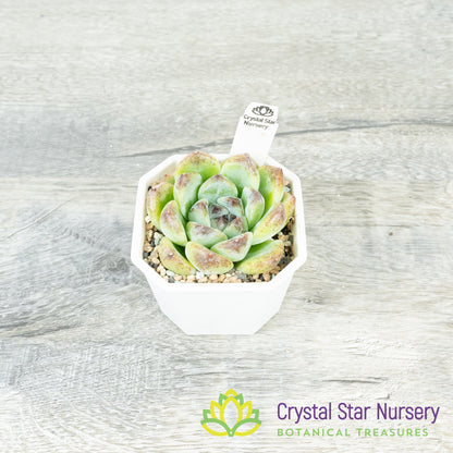 Echeveria 'Black Beach'