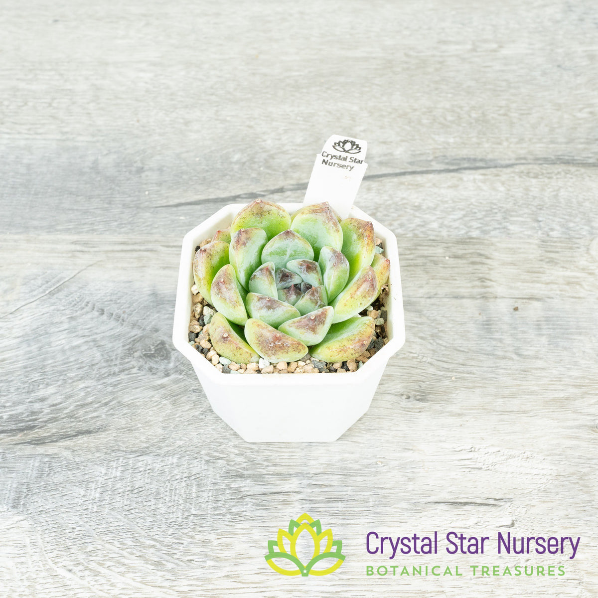 Echeveria &#39;Black Beach&#39;