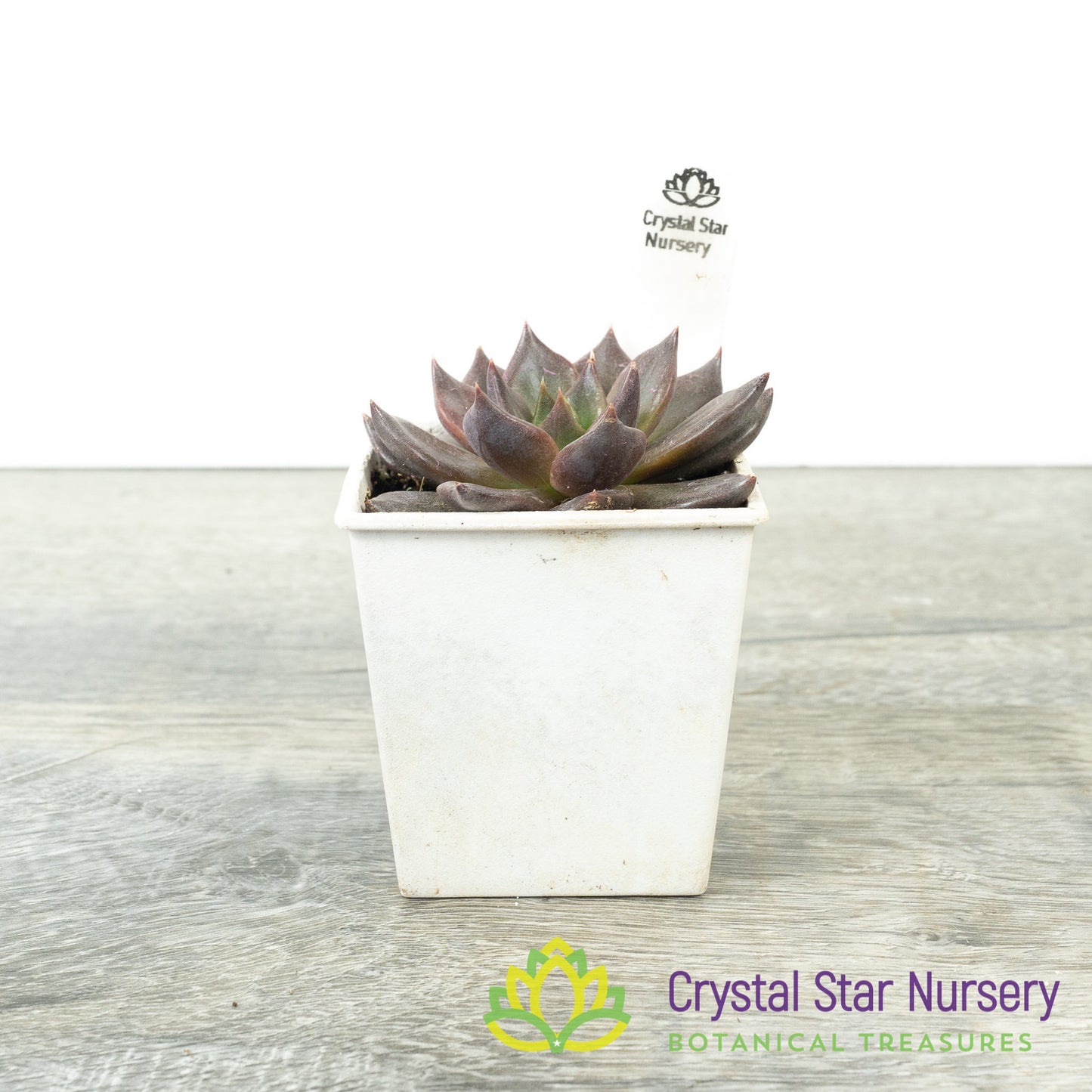 Echeveria ‘Black Prince’