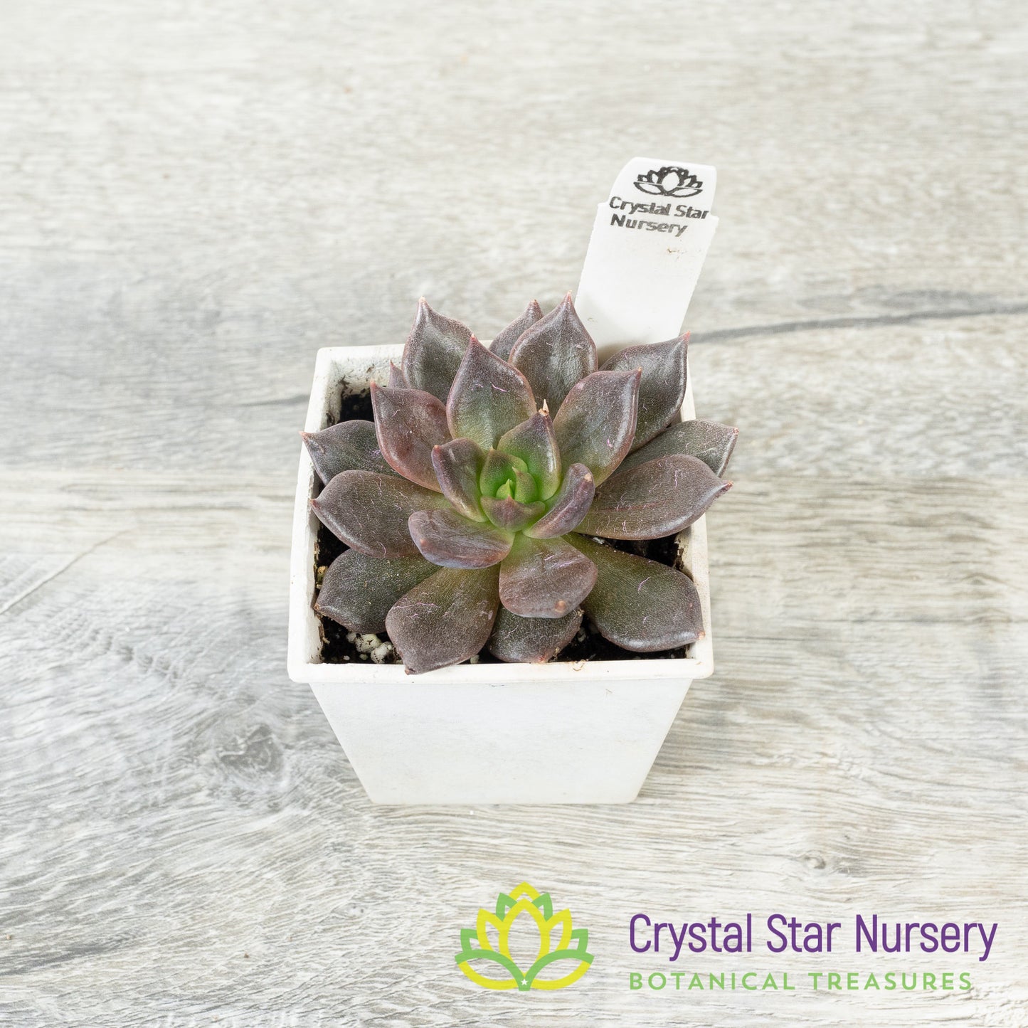 Echeveria ‘Black Prince’