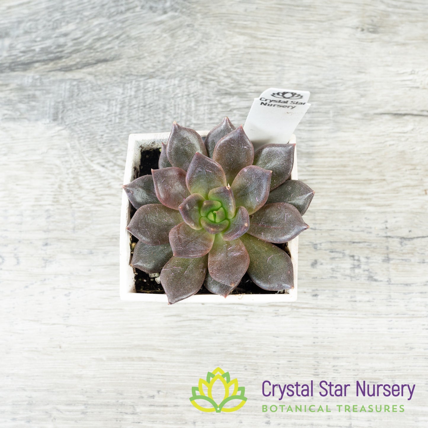Echeveria ‘Black Prince’