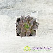 Echeveria ‘Black Prince’