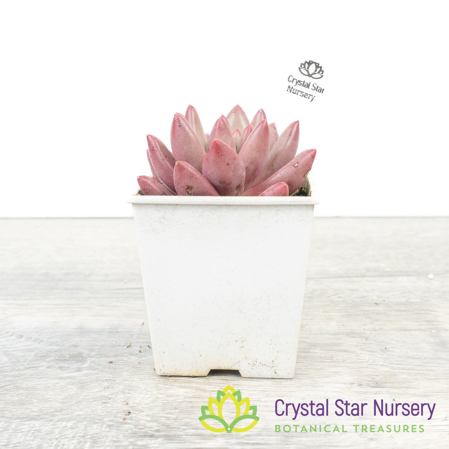 Echeveria 'Goldfish Hime' 金鱼姬/Jin Se Ji
