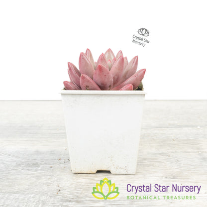 Echeveria 'Goldfish Hime' 金鱼姬/Jin Se Ji
