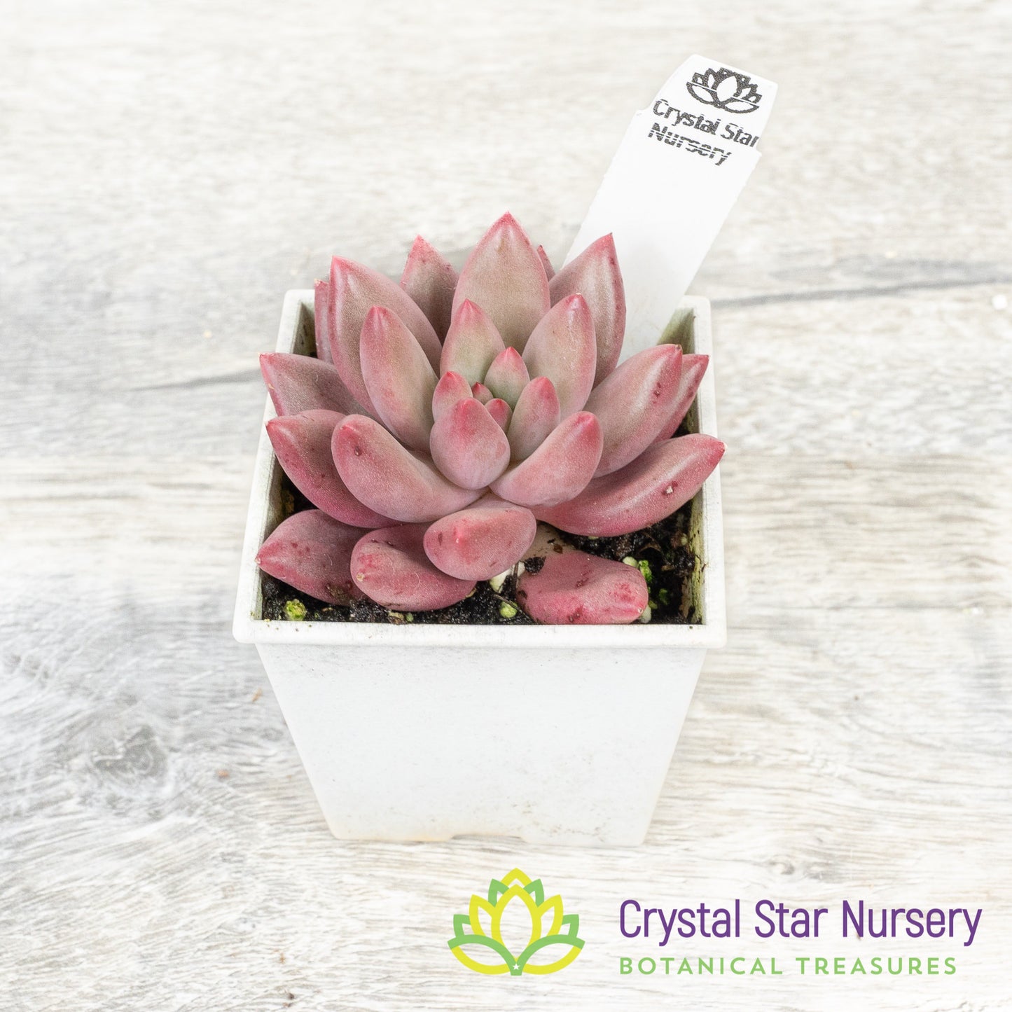 Echeveria 'Goldfish Hime' 金鱼姬/Jin Se Ji