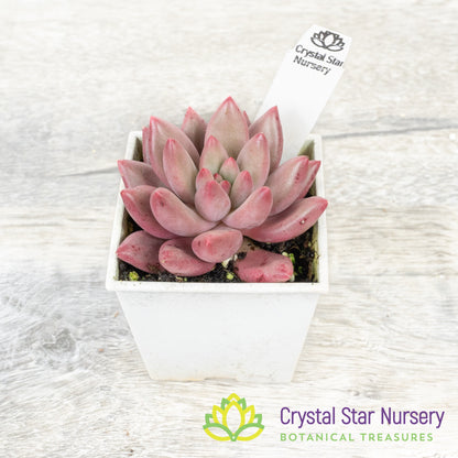 Echeveria 'Goldfish Hime' 金鱼姬/Jin Se Ji