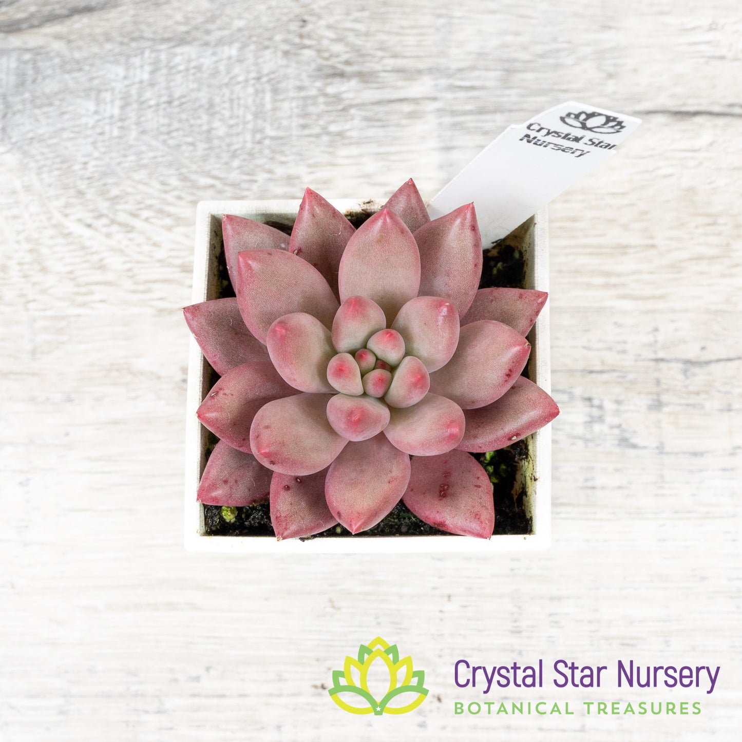 Echeveria 'Goldfish Hime' 金鱼姬/Jin Se Ji