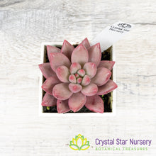 Echeveria 'Goldfish Hime' 金鱼姬/Jin Se Ji
